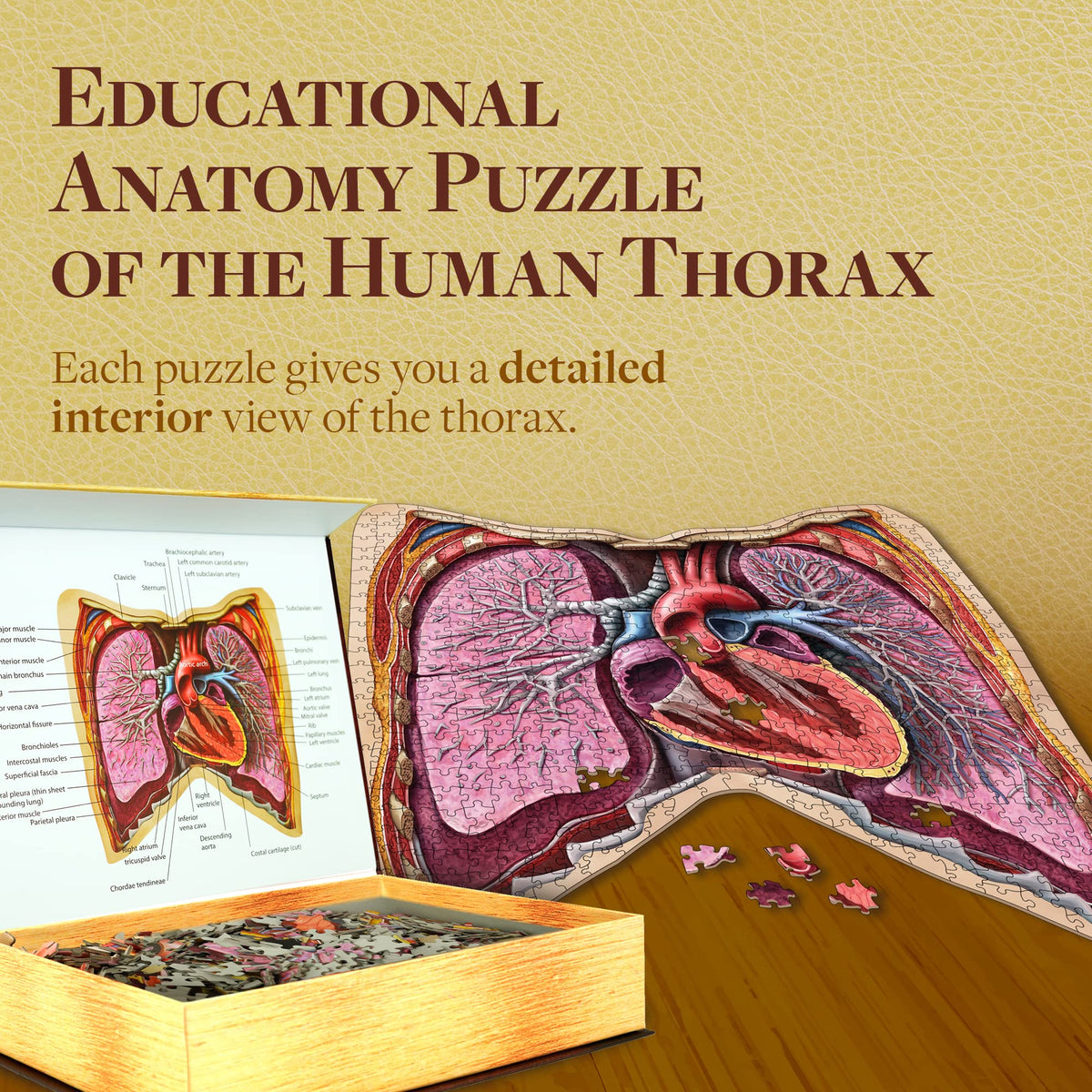 Human Thorax Anatomy Puzzle - Adult Jigsaw Puzzles Unique Gifts for Kids, Nurses, Doctors, Medical Students, Educational Science - 411 Piece Teen Floor Puzzle - Genius Games Dr. Livingston Body Model