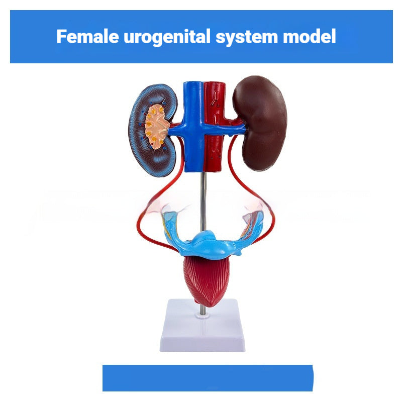 Three-dimensional Human Urinary System Model Ureter Bladder And Urethra Model