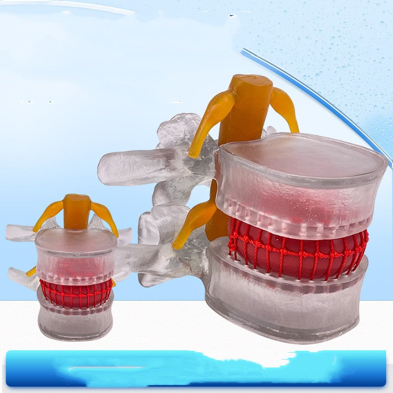 Lumbar Model Teaching Medical Human Body