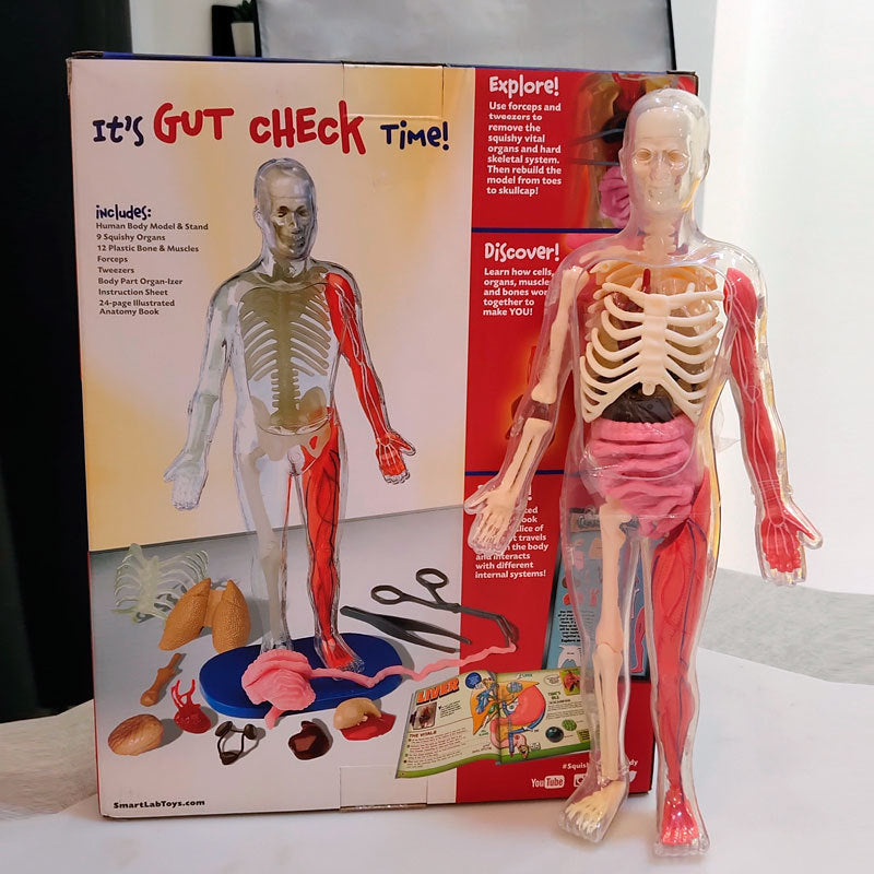 Assemble Human Organ 3D Model Toy Experimental Materials