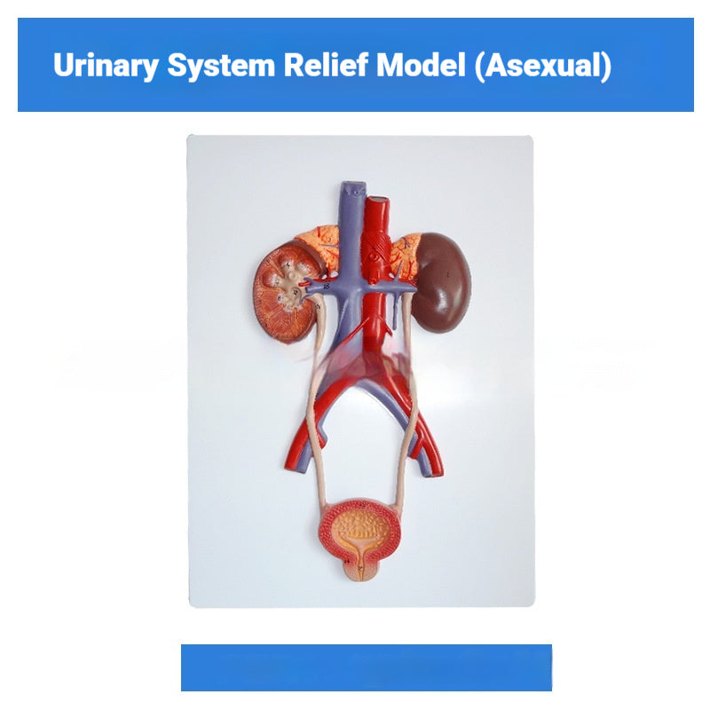 Three-dimensional Human Urinary System Model Ureter Bladder And Urethra Model