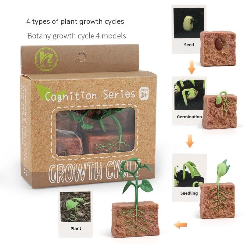 Children's Animal\Plant Growth Cycle Box