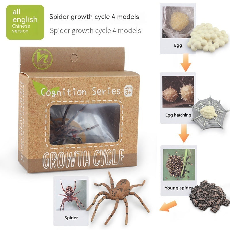 Children's Animal\Plant Growth Cycle Box