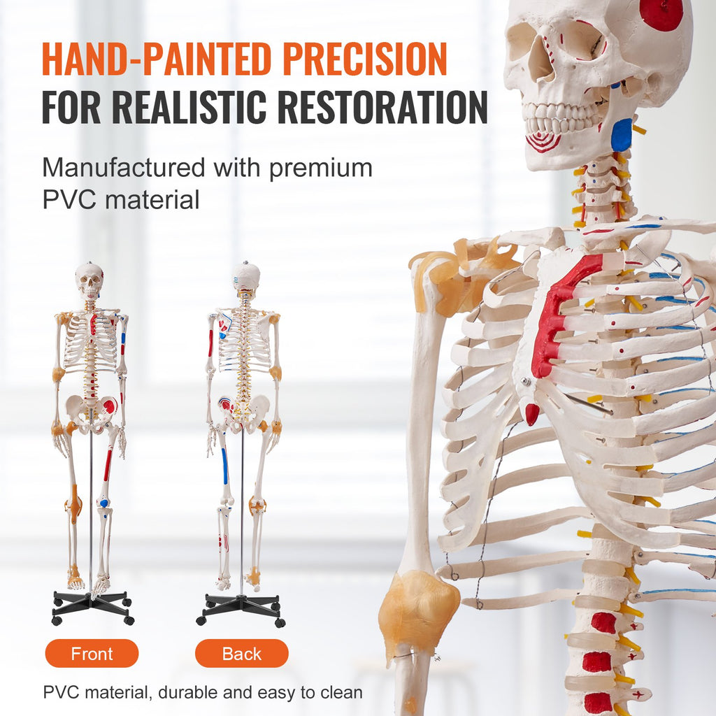 Human Skeleton Model For Anatomy, 71.65' Life Size, Accurate PVC Anatomy Skeleton Model With Ligaments, Movable Arms, Legs & Jaw, With Muscle Origin & Insertion Points,For Teaching