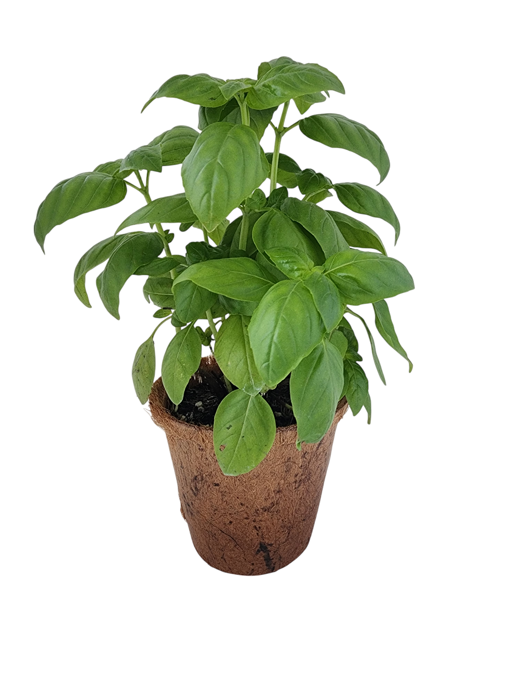 Sweet Basil Plant-It-Starters - Multipack of 4