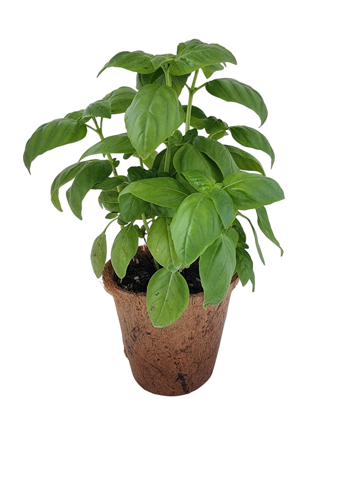 Sweet Basil Plant-It-Starters - Multipack of 4