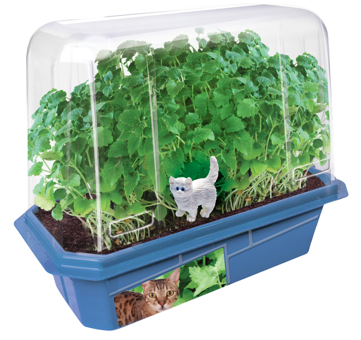 Crazy Cat Plant Mini World Terrarium