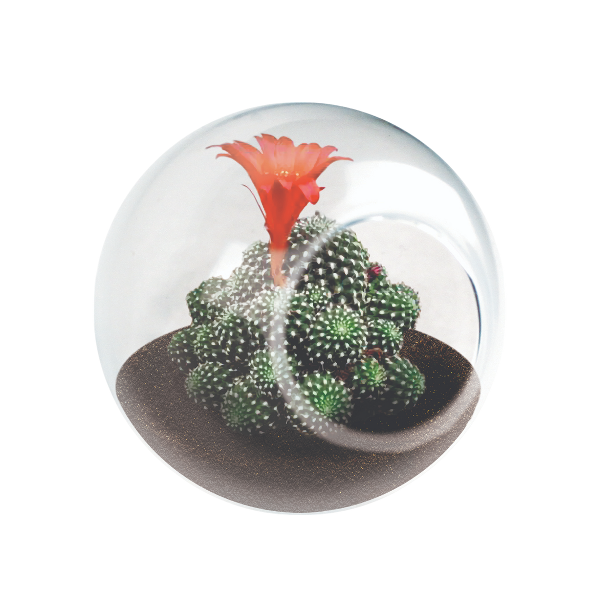 Flowering Cacti Tiny Terrariums Bundle - 2 each of 3 Varieties