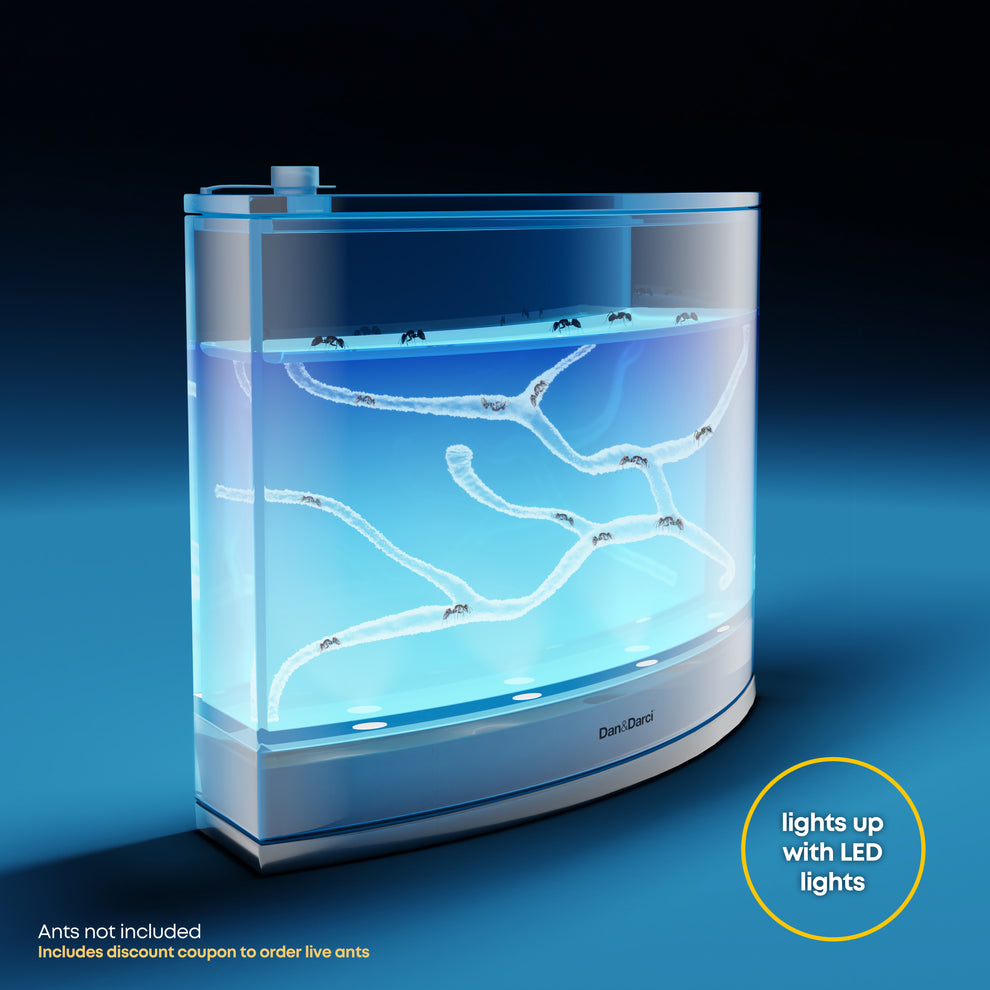 Dan&Darci Light-up Ant Terrarium - Includes Discount Ant Coupon