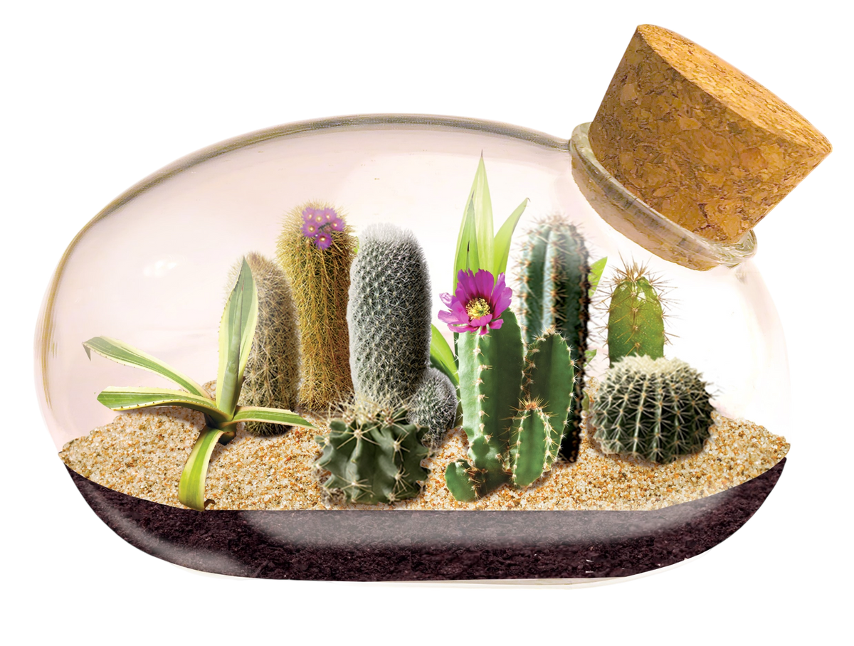 The Desert Mouse Garden Glass Terrarium with Cork