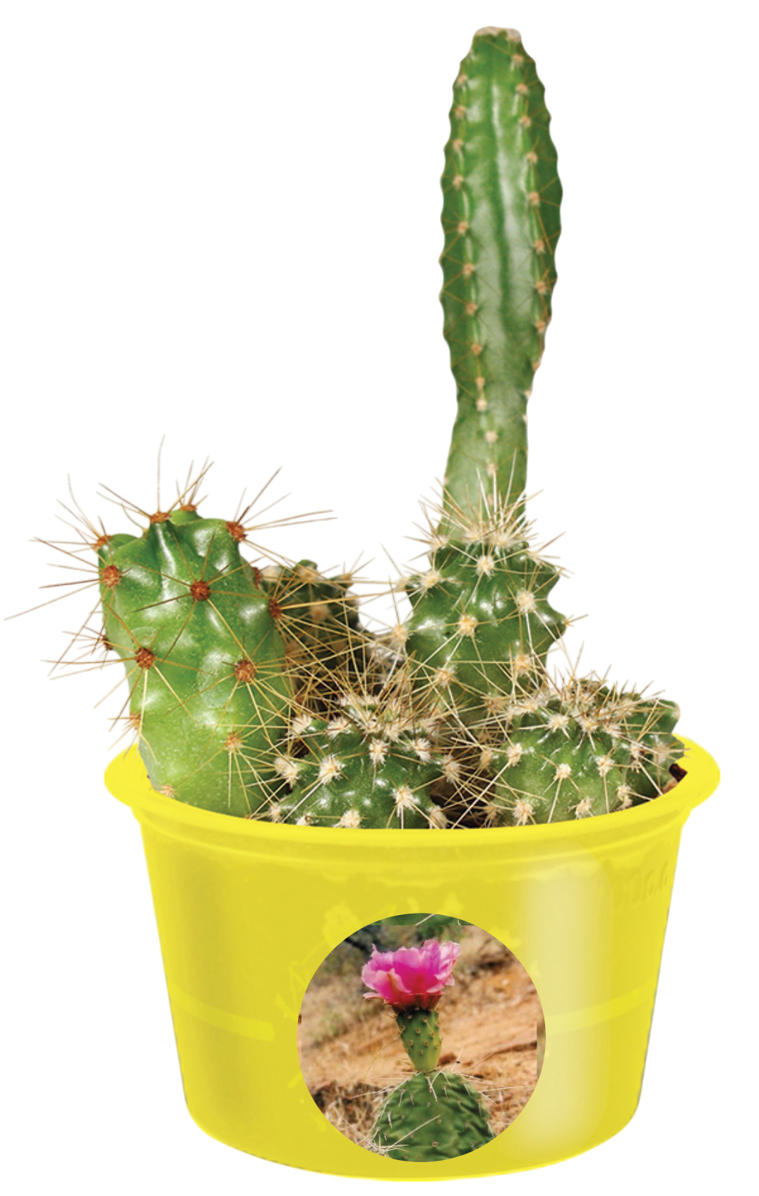 Eco Seed Sprouts Caring Carol Cactus - Multipack of 5