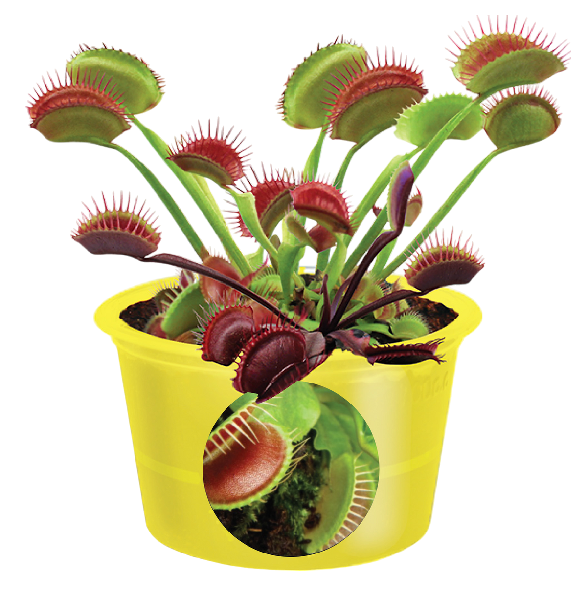 Eco Seed Sprouts 6 Variety Assortment Pack – 1 of Each