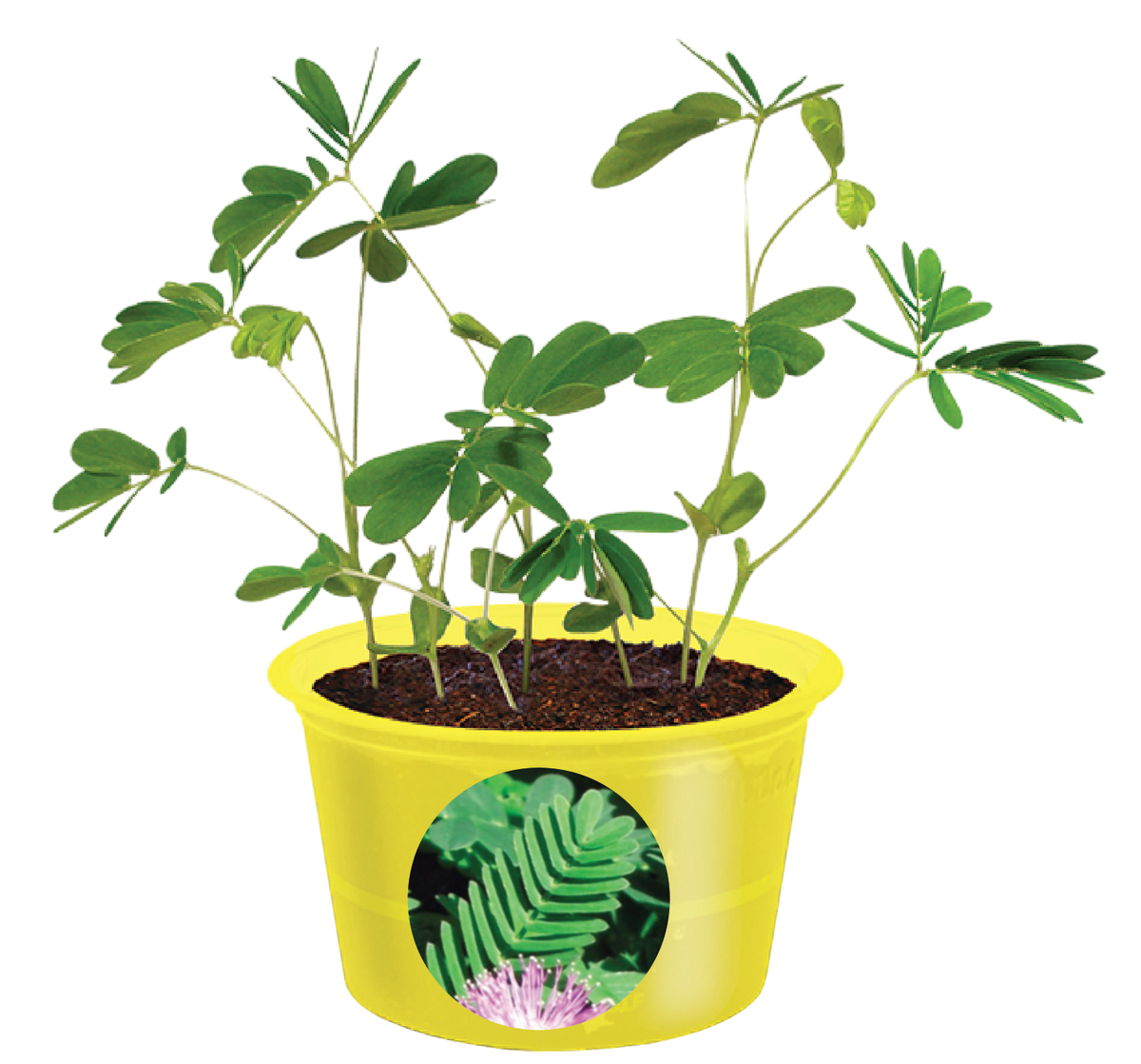 Eco Seed Sprouts 6 Variety Assortment Pack – 1 of Each