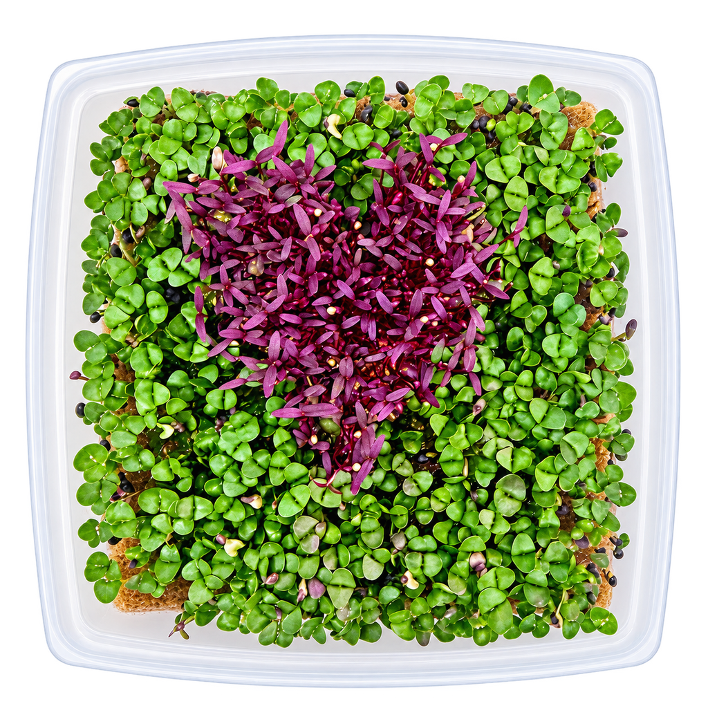 GrowArt™ Grow-Your-Own Seed Art Kit — Edible Microgreens Craft for Kids