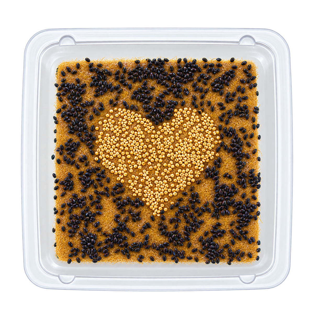 GrowArt™ Grow-Your-Own Seed Art Kit — Edible Microgreens Craft for Kids