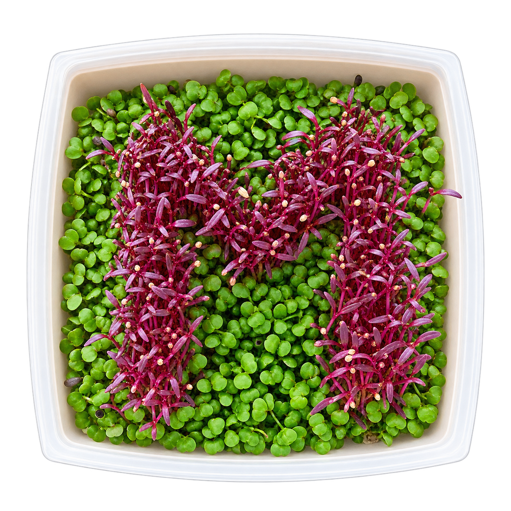 GrowArt™ Grow-Your-Own Seed Art Kit — Edible Microgreens Craft for Kids