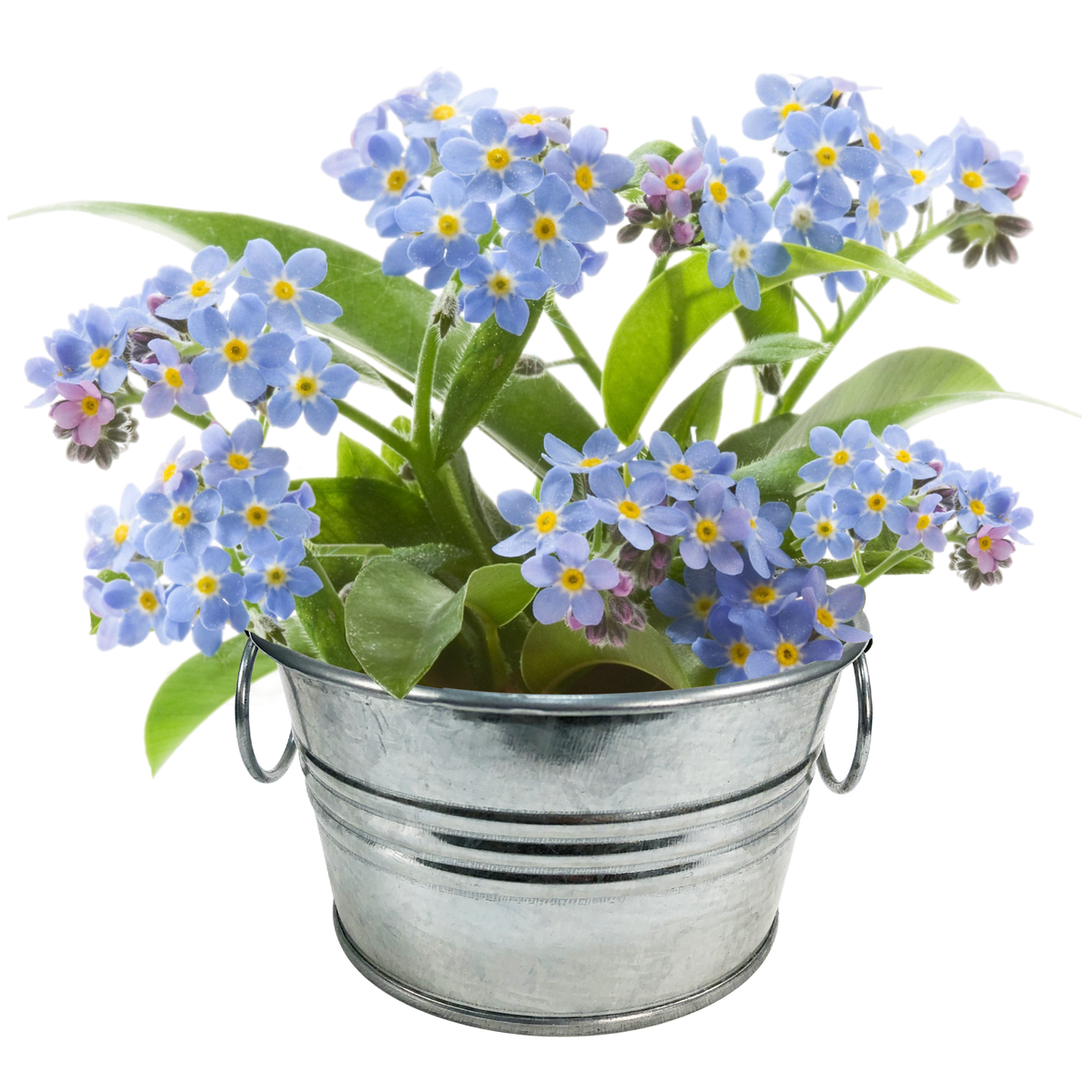 Flowering Tin Garden Variety Pack - 1 Each of 3 Varieties