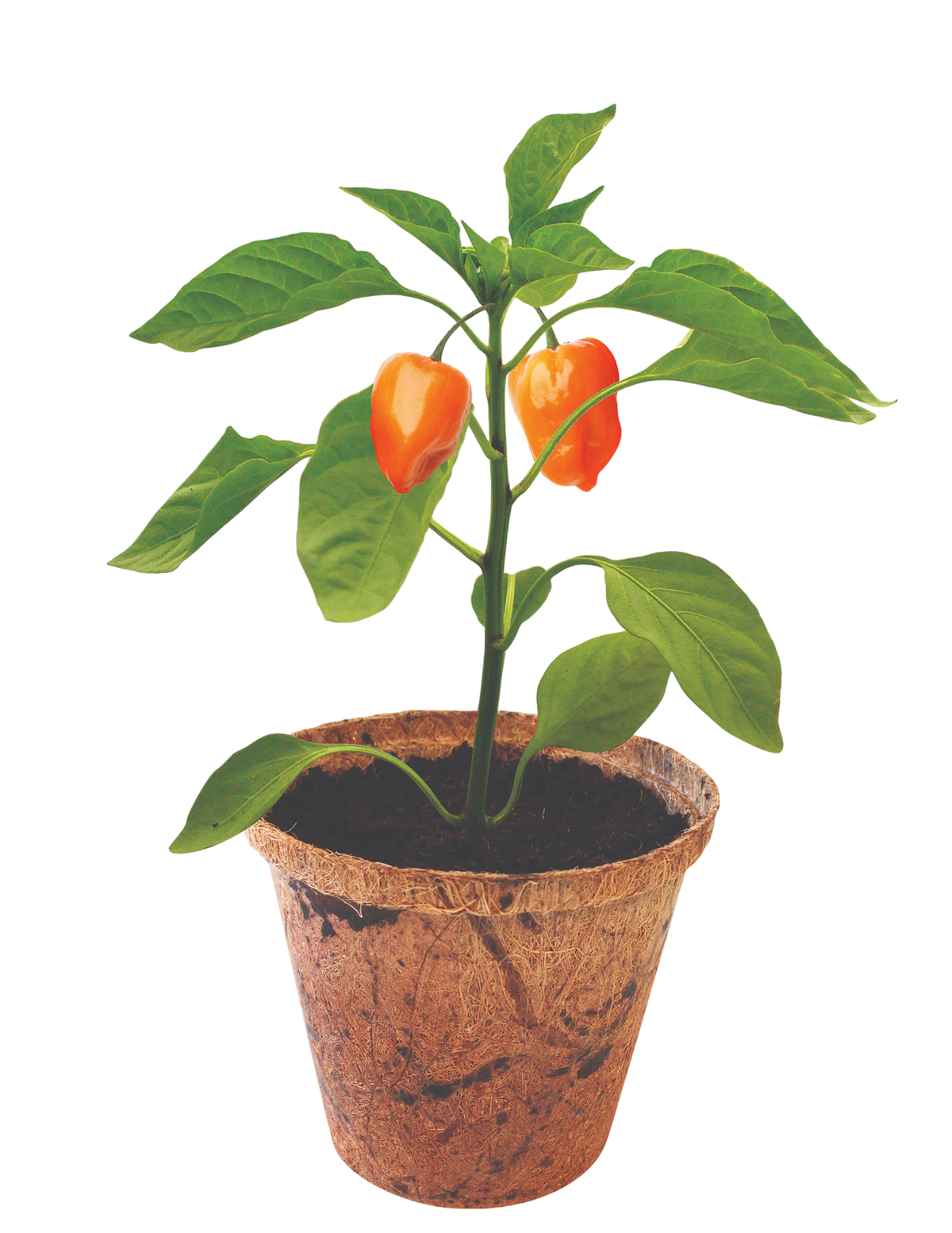 Hot Peppers Plant-It-Starters - Multipack of 4