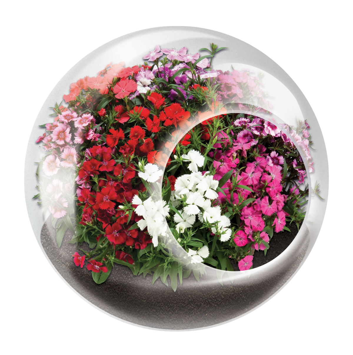 Flowering Tiny Terrariums Bundle - 1 each of 6 Varieties