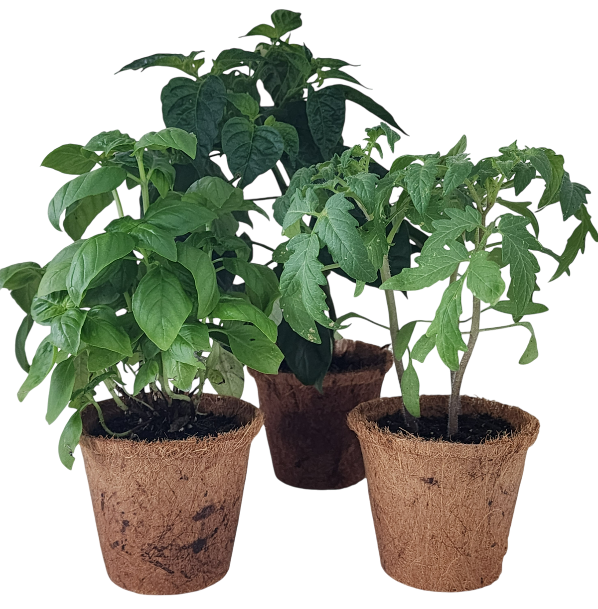 Plant-It-Starters 4 Variety Pack - 1 of Each