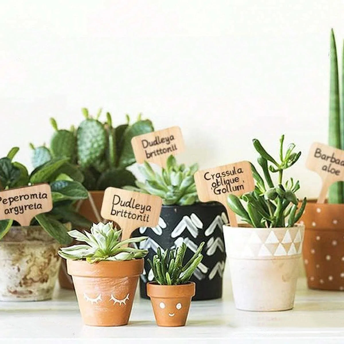 100Pcs Wooden Plant Labels