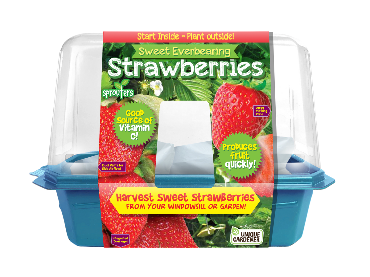 Sweet Everbearing Strawberries Sprouter Terrarium