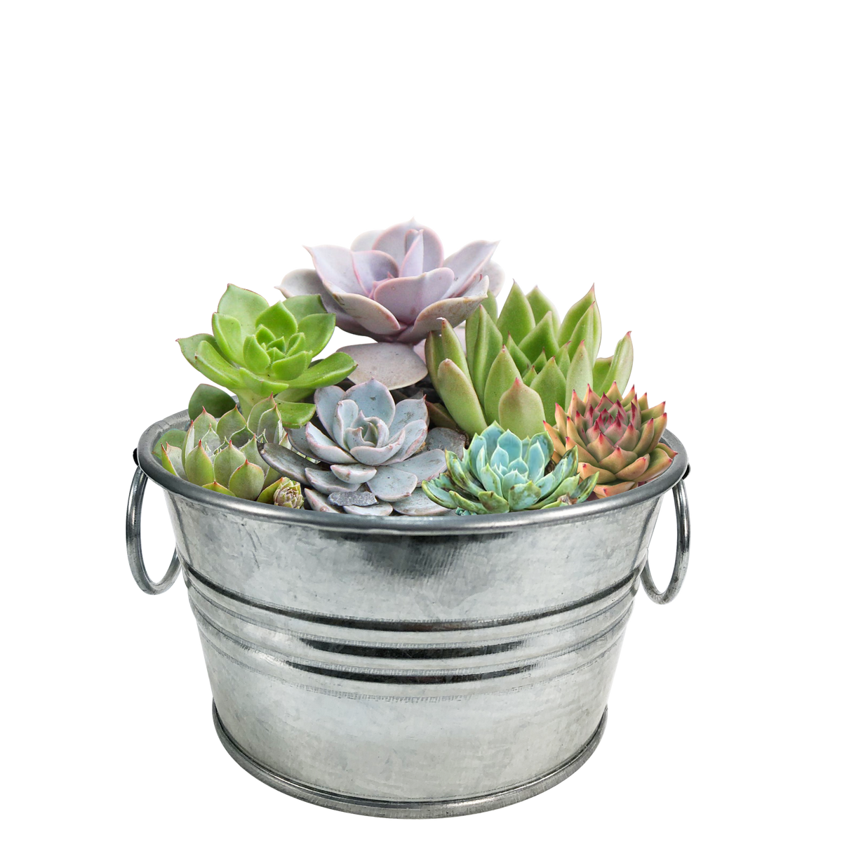 Flowering Tin Garden Variety Pack - 1 Each of 3 Varieties