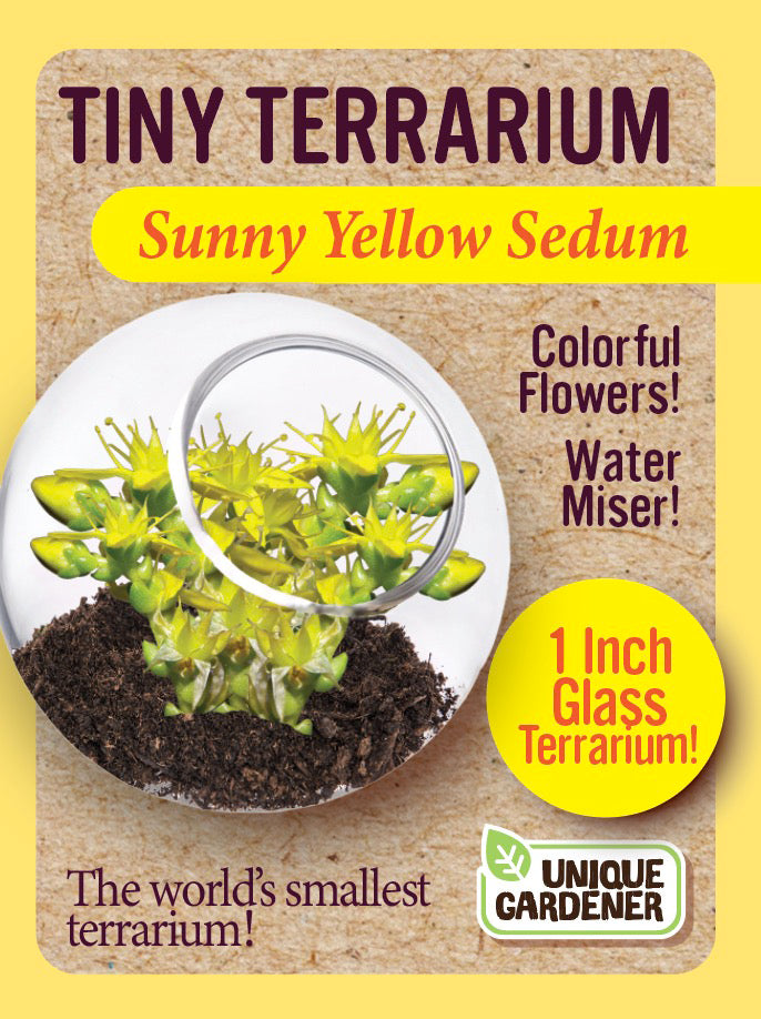 Sedum Tiny Terrariums Bundle - 1 each of 4 Varieties