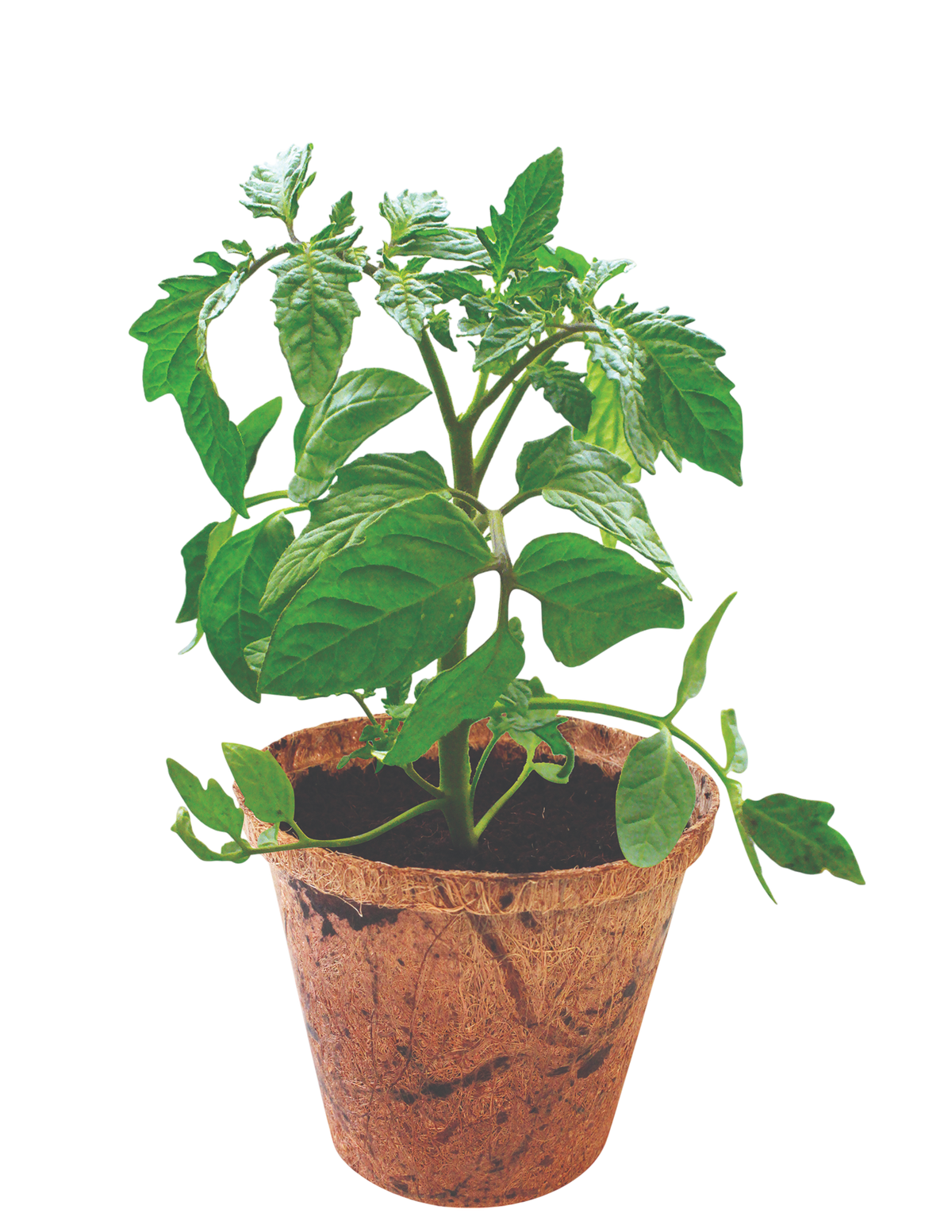 Grape Tomatoes Plant-It-Starters - Multipack of 4