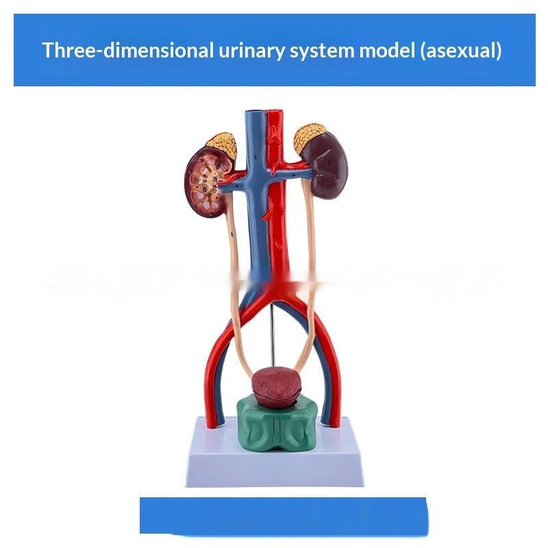 Three-dimensional Human Urinary System Model Ureter Bladder And Urethra Model