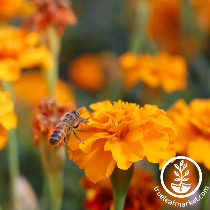 Save The Bees