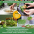Broccoli Sprouting & Microgreens Seeds 1lb