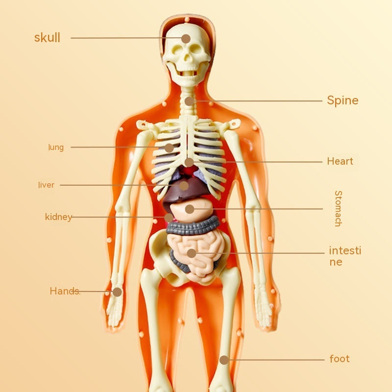 Human Organ Toy Model Simulation
