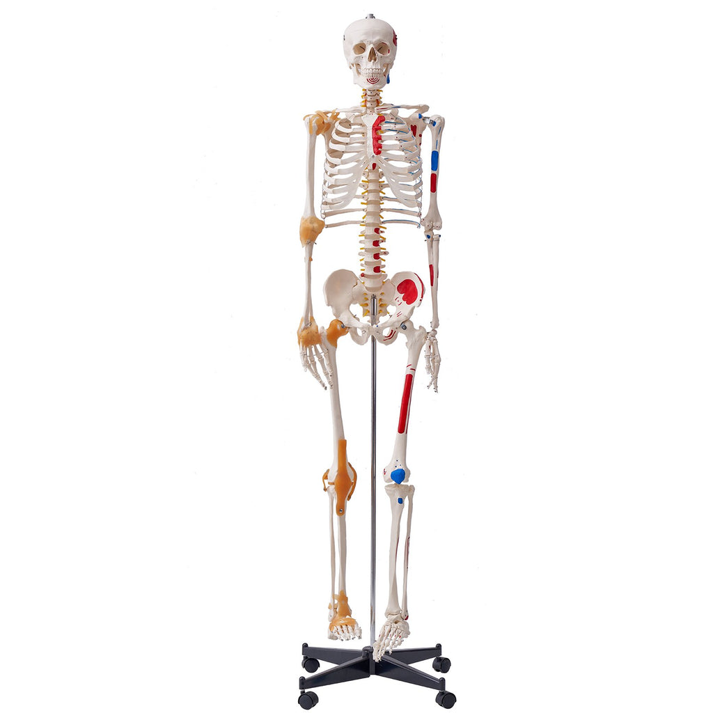 Human Skeleton Model For Anatomy, 71.65' Life Size, Accurate PVC Anatomy Skeleton Model With Ligaments, Movable Arms, Legs & Jaw, With Muscle Origin & Insertion Points,For Teaching