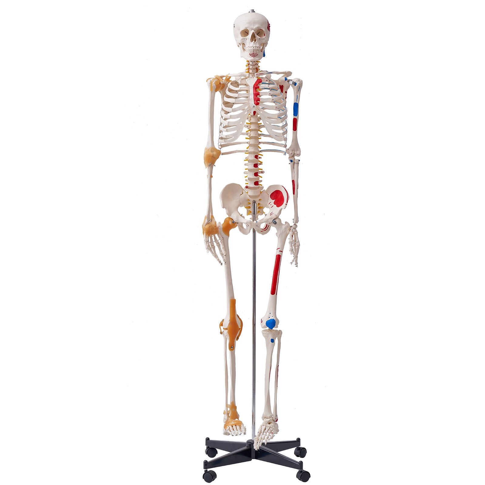 Human Skeleton Model For Anatomy, 71.65' Life Size, Accurate PVC Anatomy Skeleton Model With Ligaments, Movable Arms, Legs & Jaw, With Muscle Origin & Insertion Points,For Teaching