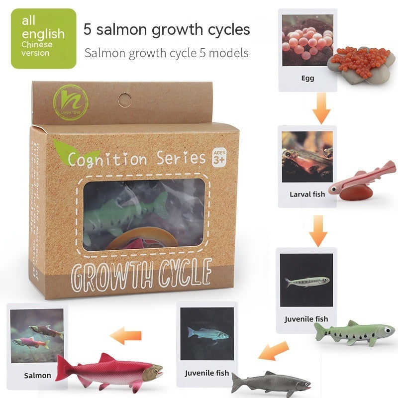 Children's Animal\Plant Growth Cycle Box