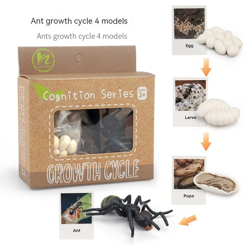 Children's Animal\Plant Growth Cycle Box