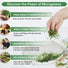 Arugula Sprouting & Microgreens Seeds 1lb