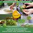 Arugula Sprouting & Microgreens Seeds 1lb