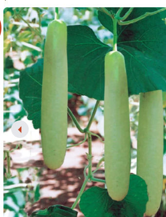 Gourd Seeds - Big Green Sausage