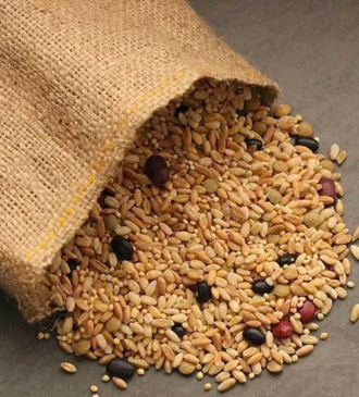 Biblical Bread Grain Mix (Organic) Grow sprouts or grind to make flour.