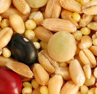 Biblical Bread Grain Mix (Organic) Grow sprouts or grind to make flour.